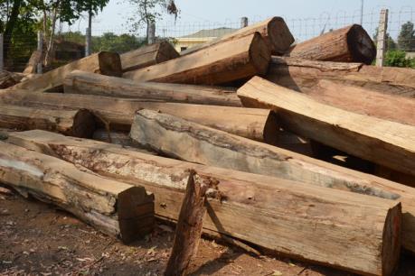 Khởi tố vụ án "Vi phạm các quy định về khai thác và bảo vệ rừng" ở huyện Ia Grai