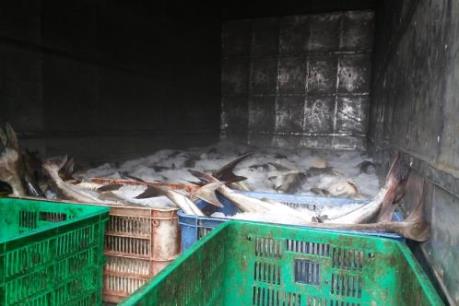 Vụ cá nuôi lồng bè ở Long Sơn (Vũng Tàu) chết: Đã xác định được nguyên nhân chính 