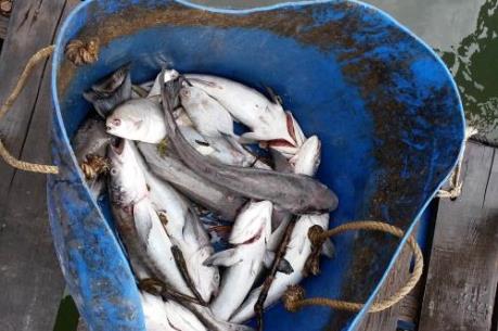 Bà Rịa-Vũng Tàu: Cá lồng bè Long Sơn lại chết hàng loạt