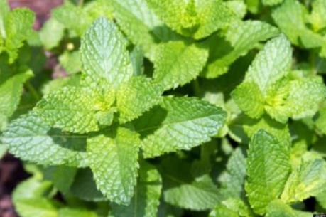 JICA hỗ trợ trồng cây bạc hà Nhật Bản tại Việt Nam