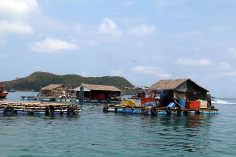 Bà Rịa-Vũng Tàu: Cá nuôi lồng bè ở xã đảo Long Sơn lại chết