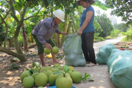 Giá bưởi tăng cao dịp Tết Nguyên đán