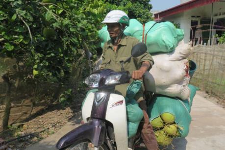 Đặc sản bưởi đào Thanh Hồng hút khách