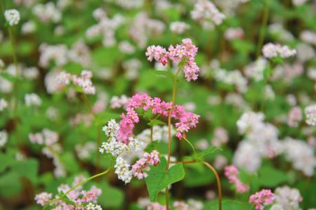 Ấn tượng những chùm hoa tam giác mạch tinh khôi nơi địa đầu Tổ quốc