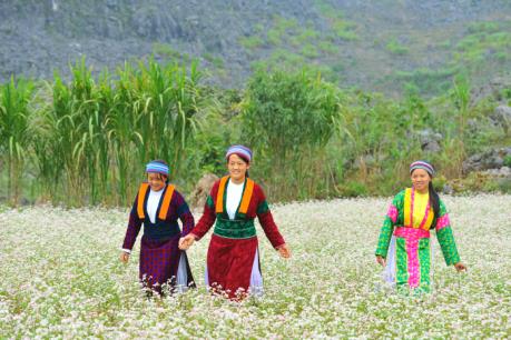 Hà Giang hút khách du lịch mùa hoa tam giác mạch