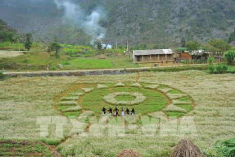 Ấn tượng Lễ hội hoa Tam giác mạch tỉnh Hà Giang