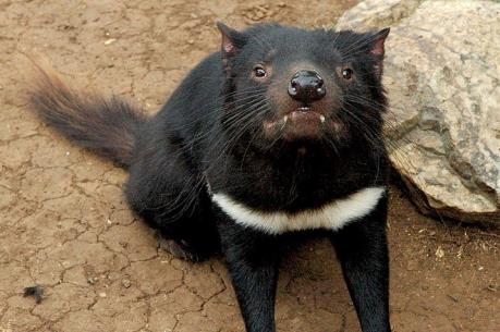 Loài quỷ Tasmania có thể tránh được nguy cơ tuyệt chủng nhờ tự biến đổi gien