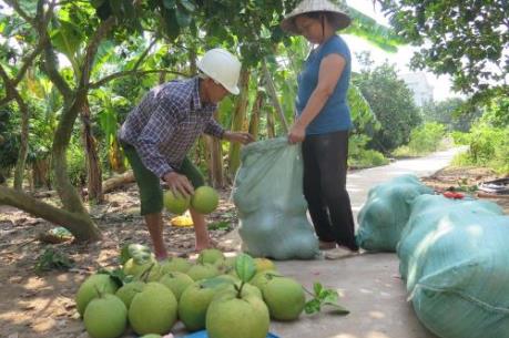 Nông sản chủ lực của Hậu Giang đều được chứng nhận nhãn hiệu hàng hóa