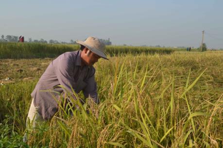 Ứng phó với bão số 7: Thái Bình khẩn trương thu hoạch lúa mùa