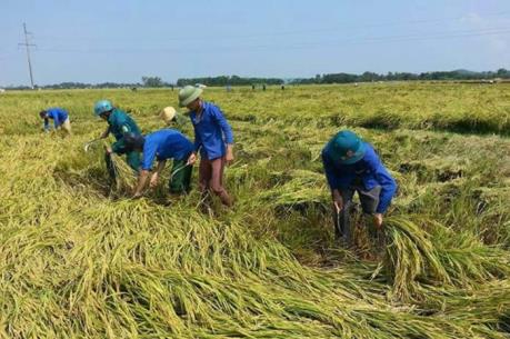 Trên 42.300 ha lúa ở phía Bắc sản xuất theo “cánh đồng lớn”