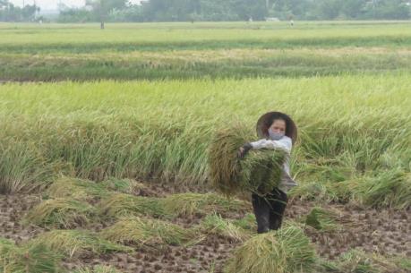Giá lúa đang tăng