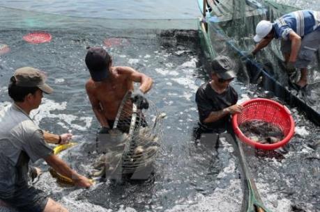 Nam Định phát triển nuôi trồng và đánh bắt thủy sản bền vững