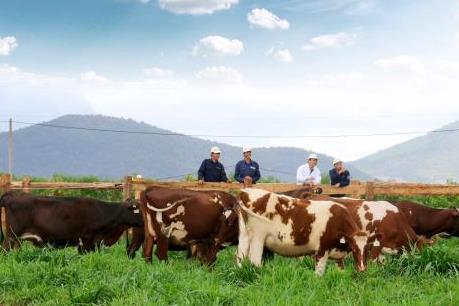 Vinamilk lập trang trại bò sữa organic chuẩn châu Âu đầu tiên tại Việt Nam