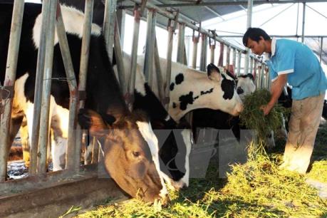 Hà Nội sẽ có trạm thụ tinh nhân tạo sản xuất tinh bò chất lượng cao