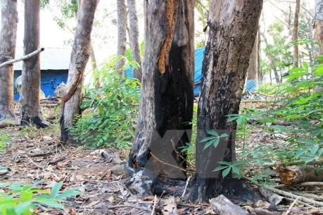 Đắk Nông: Xô xát vì tranh chấp đất rừng làm 3 người chết và nhiều người bị thương