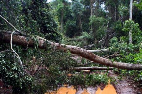 Đắk Nông: Khẩn trương cấp cứu người bị thương trong vụ nổ súng tranh chấp đất rừng