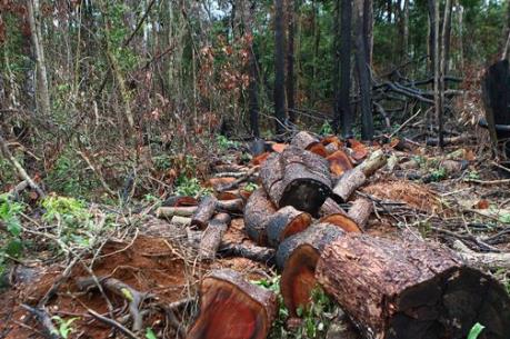 Khẩn trương điều tra vụ giết bảo vệ rừng tại Đắk Nông