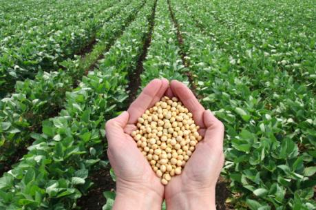 Điểm lại thị trường nông sản Mỹ tuần qua