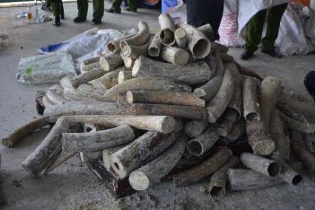 Tp. Hồ Chí Minh phát hiện gần 1 tấn ngà voi giấu trong gỗ