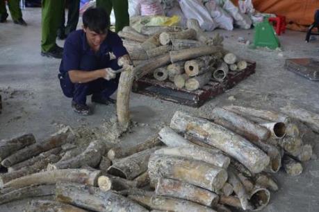 Phó Thủ tướng Trương Hòa Bình chỉ đạo điều tra làm rõ đường dây buôn lậu ngà voi