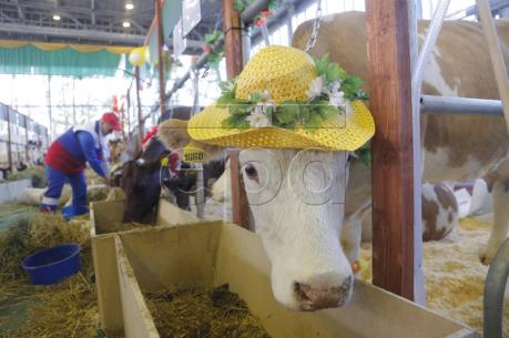 Australia đối mặt với nguy cơ phải nhập sữa