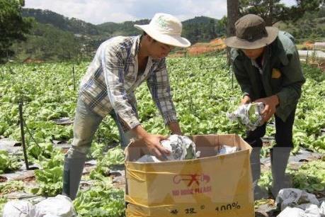 Xuất khẩu rau quả có thể sẽ tiếp tục bứt phá trong năm 2017