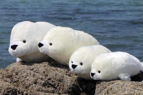 Khu bảo tồn biển lớn nhất thế giới sẽ được thành lập tại Nam Cực