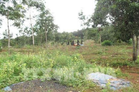 Vụ nổ súng do tranh chấp đất rừng ở Đắk Nông: Thêm 2 nghi can đầu thú