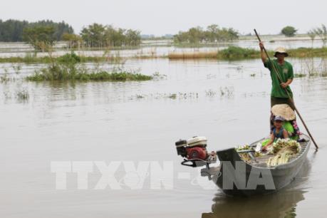 Vất vả mưu sinh mùa lũ muộn