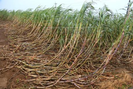 Sản lượng mía của Thái Lan dự kiến giảm mạnh vì hạn hán