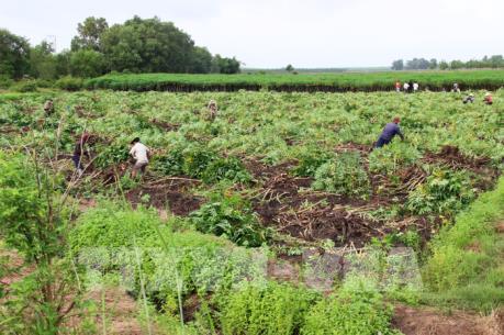 Sắn rớt giá, nông dân Phú Yên chuyển sang trồng rừng kinh tế