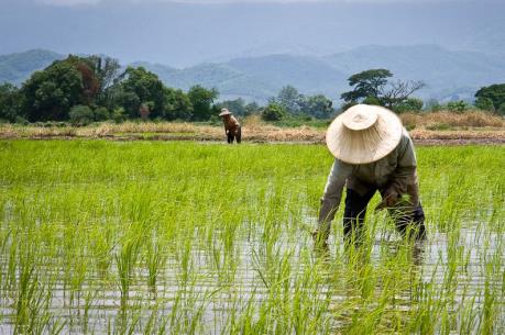 Chính phủ Thái Lan tăng hỗ trợ nông dân để ổn định thị trường gạo