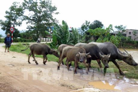 Quảng Nam: Người dân vùng hạ du khẩn trương đối phó với lũ do nhà máy thủy điện xả nước
