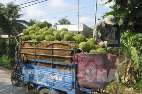 Giá sầu riêng lập đỉnh mới