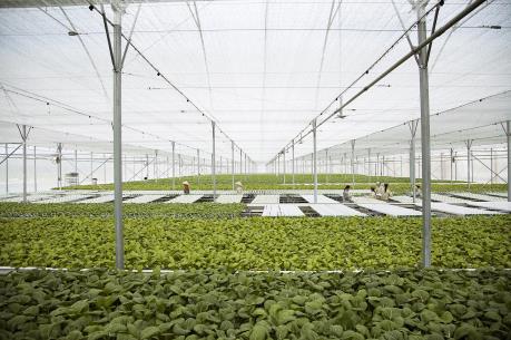 Vingroup liên kết với 1.000 hợp tác xã và hộ nông dân cung ứng nông sản sạch và an toàn