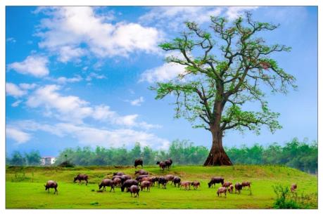 Việt Nam đẹp ngỡ ngàng qua "Hương sắc trăm miền"