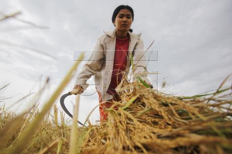 Xuất khẩu gạo của Myanmar giảm