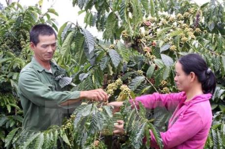 Giá cà phê tăng gấp 3 lần