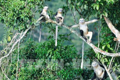 Ghé thăm Khau Ca, nơi lưu giữ quần thể Voọc mũi hếch quý hiếm của thế giới