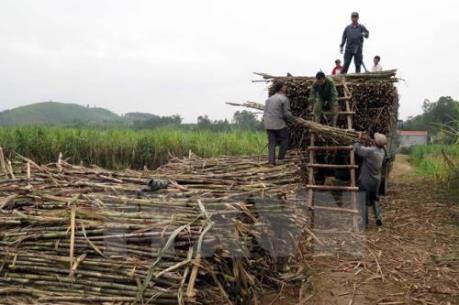 Các nhà máy đường trước nguy cơ thiếu nguyên liệu