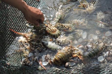 Phú Yên: Tôm hùm chết hàng loạt do nước lũ đổ về