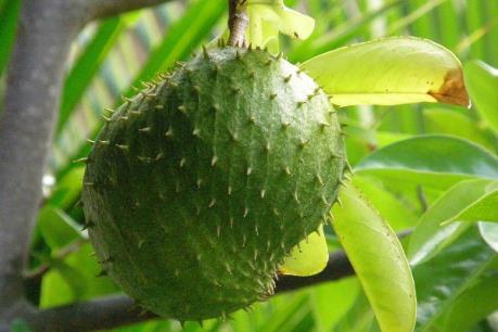 Mãng cầu xiêm tăng giá mạnh