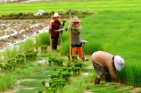 Thái Lan sẽ dành 514 triệu USD hỗ trợ nông dân sản xuất lúa gạo