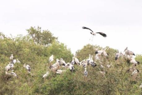 Hơn 2.000 con cò ốc về sinh sống ở Vườn Quốc gia Tràm Chim