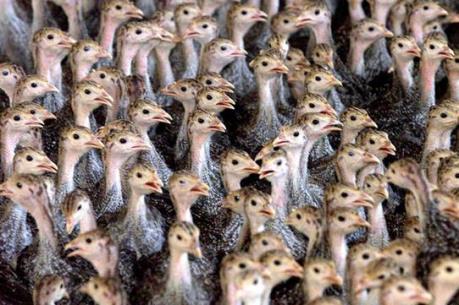 Bùng phát dịch cúm gia cầm H5N8 tại một số nước châu Âu