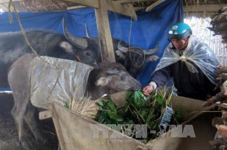 Những biện pháp phòng chống rét cho trâu, bò