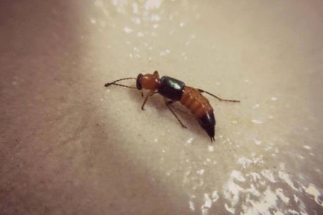 Các biện pháp phòng tránh kiến ba khoang