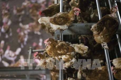 Đức và Thụy Sĩ ghi nhận sự bùng phát mới virus cúm gia cầm H5N8