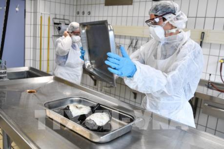 Hàn Quốc có nguy cơ tổn thất hơn 1 tỷ USD do dịch cúm gia cầm