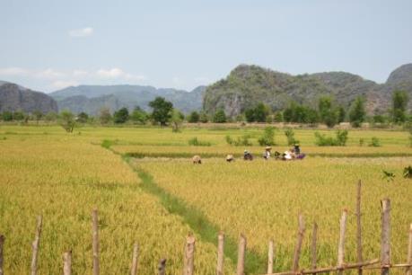Ngành nông-lâm nghiệp Lào đặt mục tiêu đạt tốc độ tăng trưởng 3-4% vào năm 2020